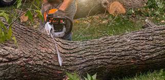 Polk City, IA Tree Removal Services Company